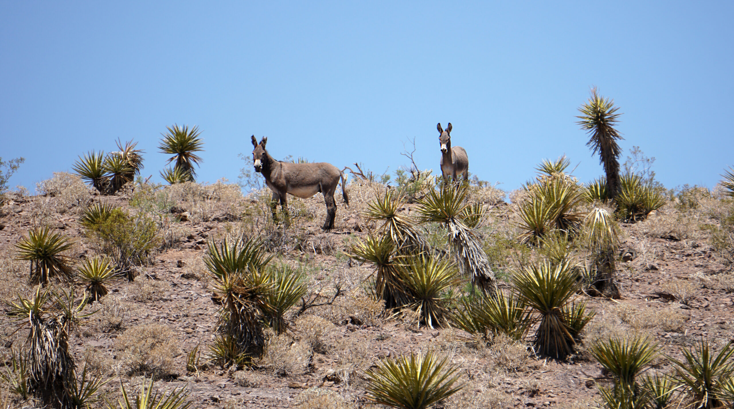 wild burros on BLM land