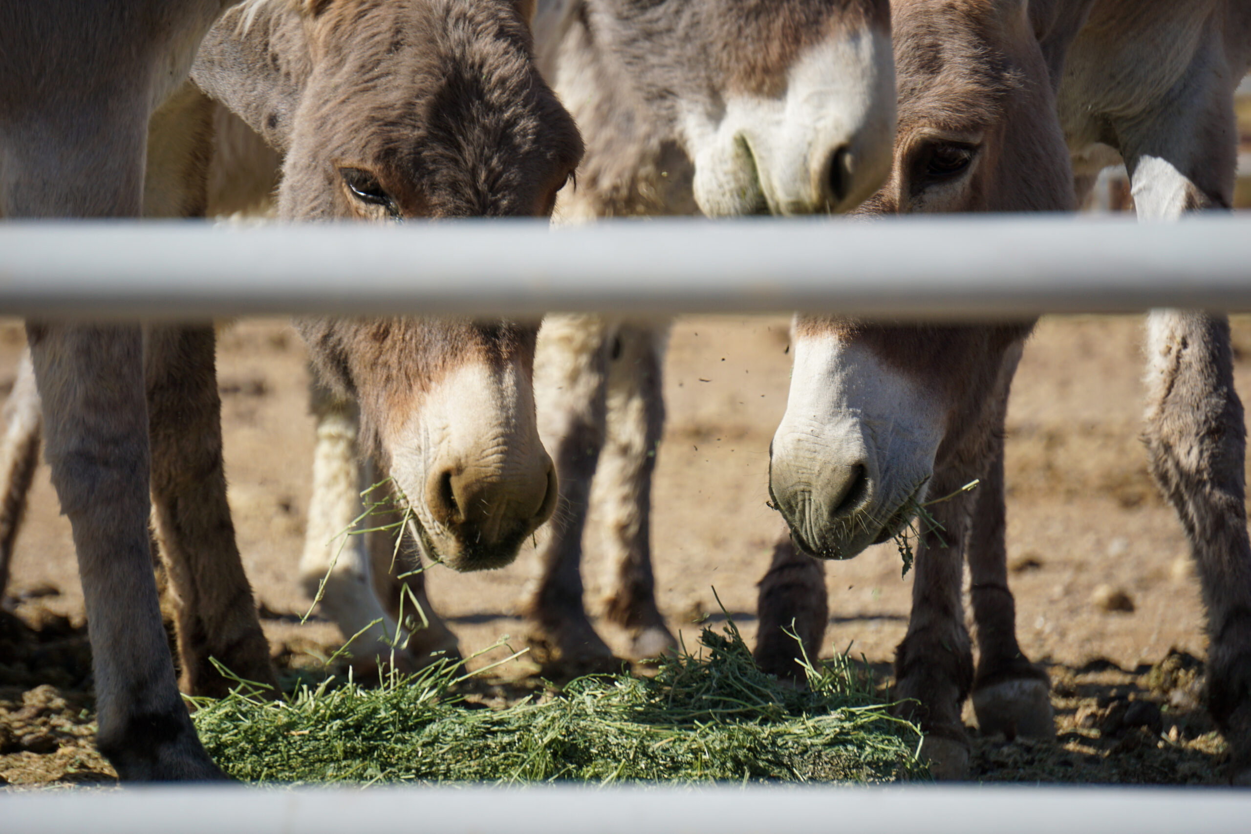 BLM burros feeding in a corral.