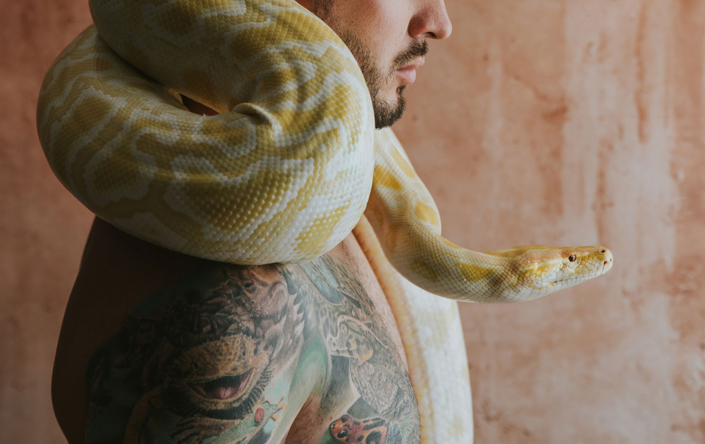 Constrictor snakes are capable of killing and consuming large prey.