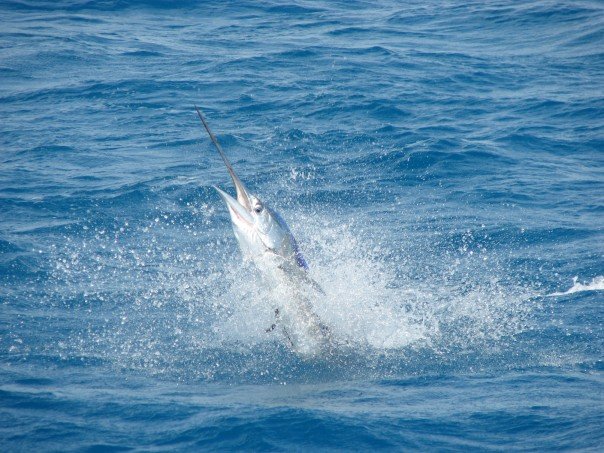 Woman Speared by Sailfish During Florida Fishing Trip