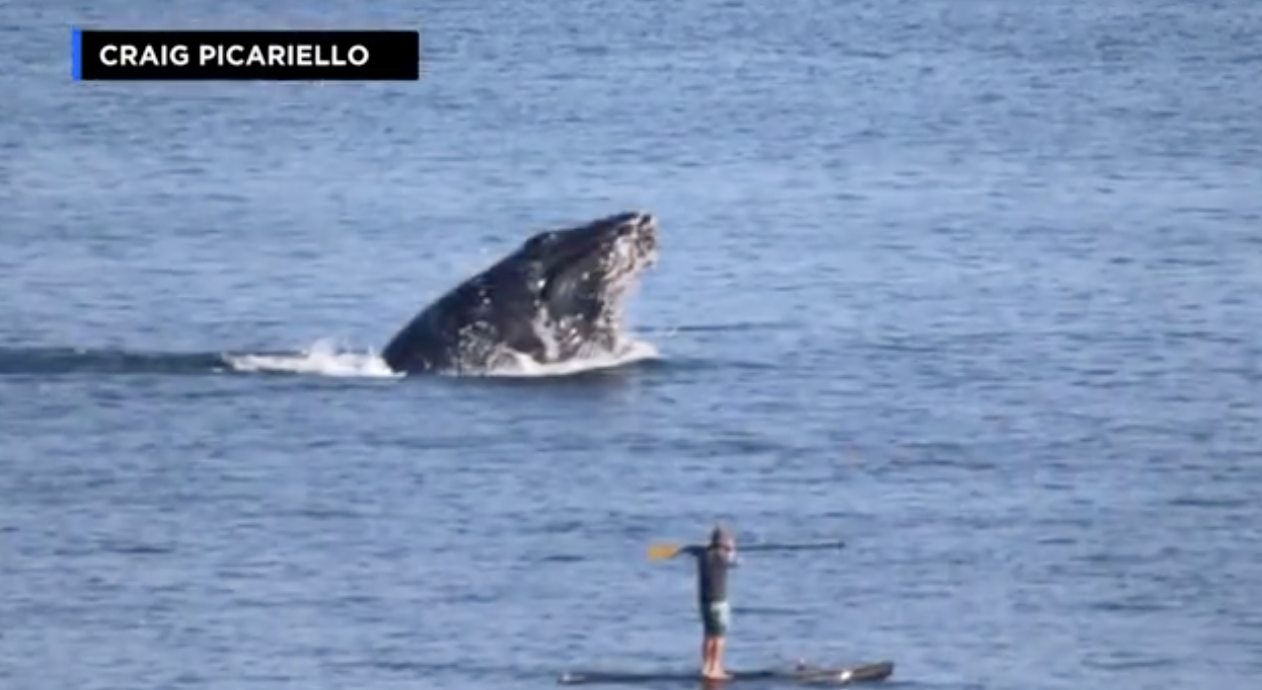 paddleboarderwhale
