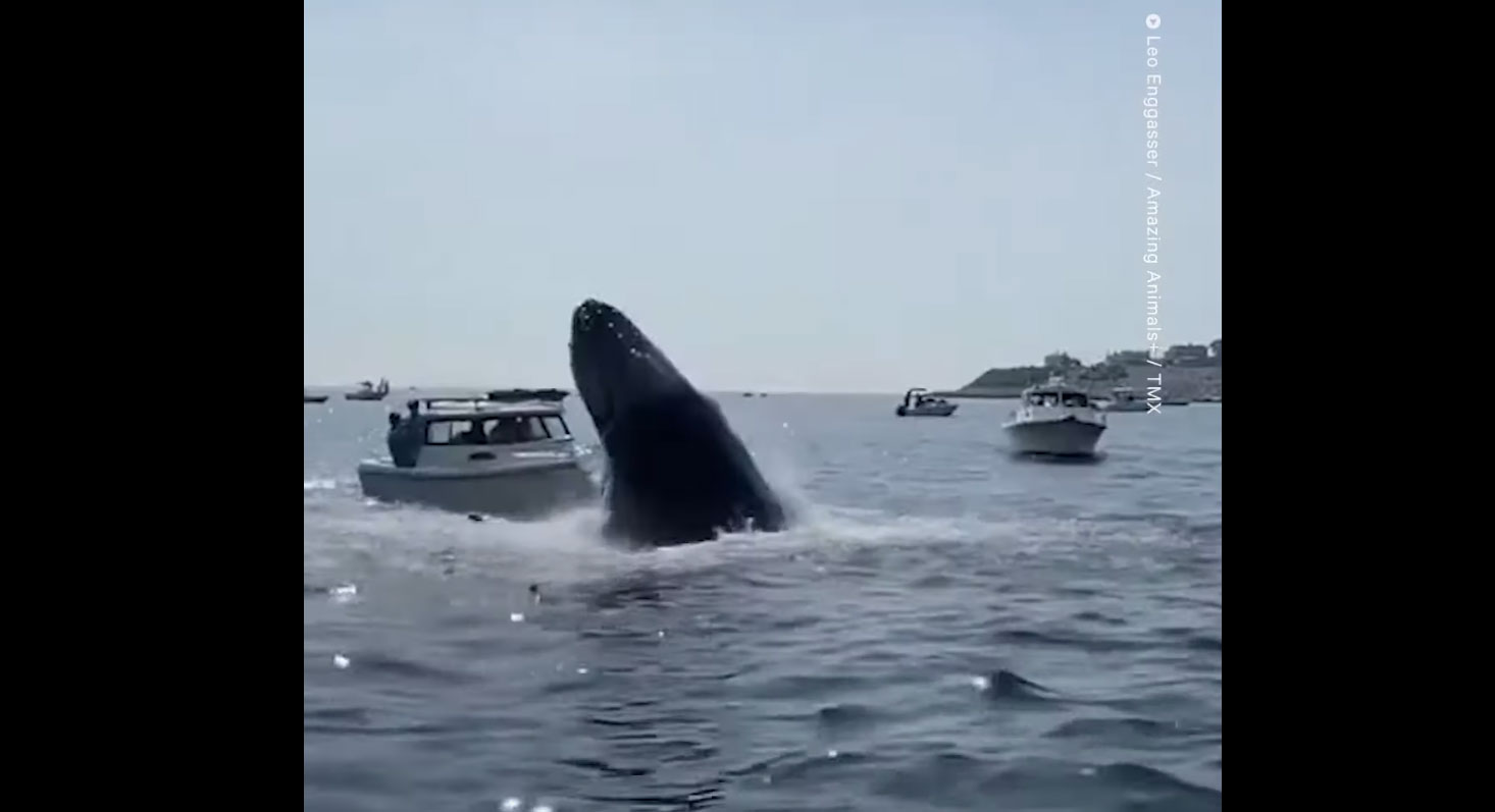 Whale smashes fishing boat.