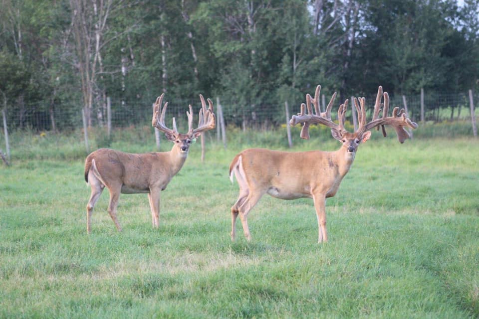 More Than 300 Deer to Be Killed at Deer Farm Infected with Chronic Wasting Disease In Wisconsin