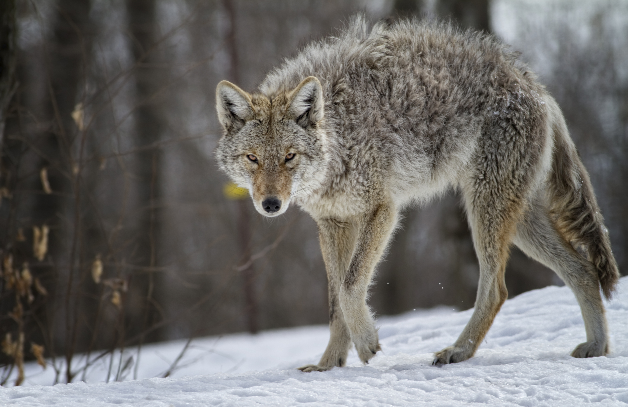 Coyote in Quebec.