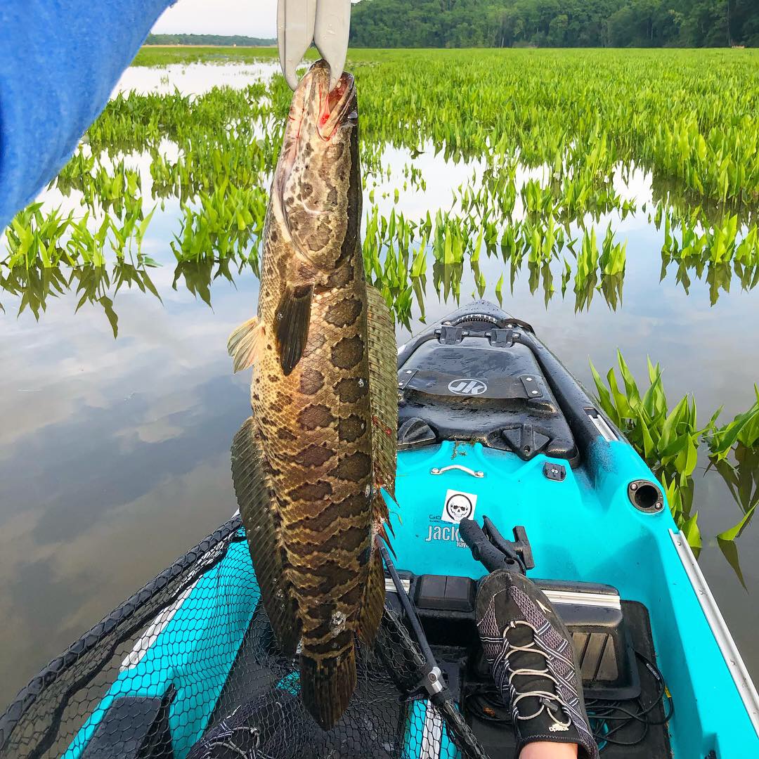 Before you learn how to catch snakeheads you have to know where to find them
