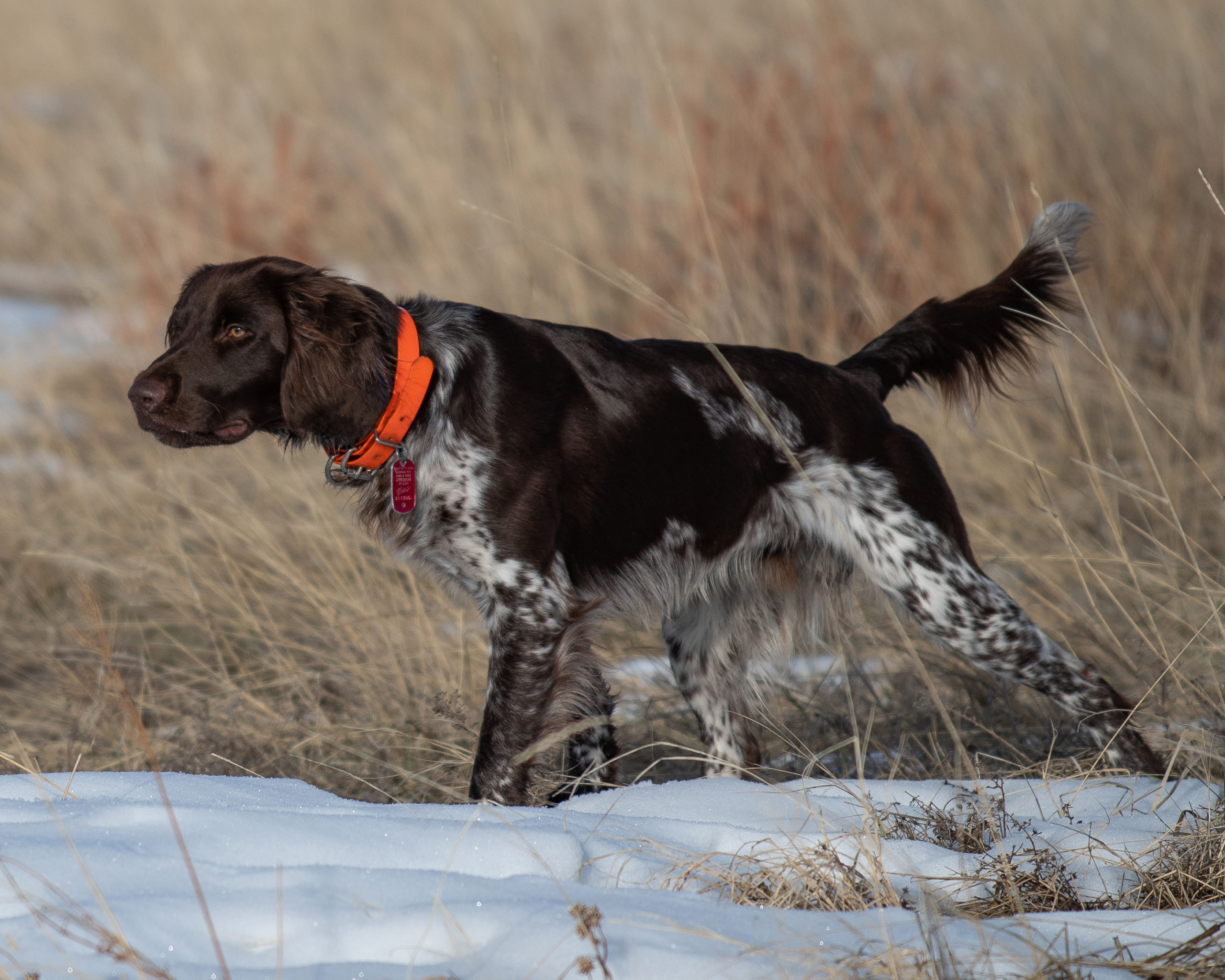 The Kleine MÃ¼nsterlÃ¤nder is a versatile hunting dog.