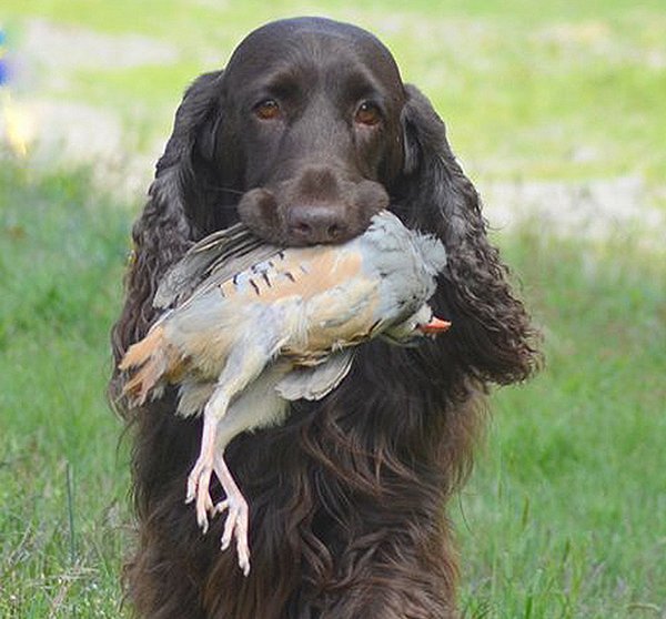 Field spaniels can hunt alone or in groups.