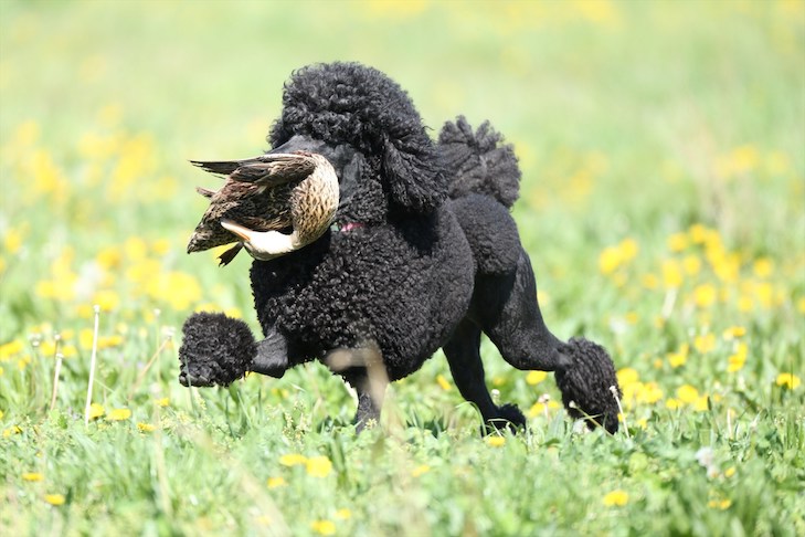 Poodles are accomplished duck dogs.