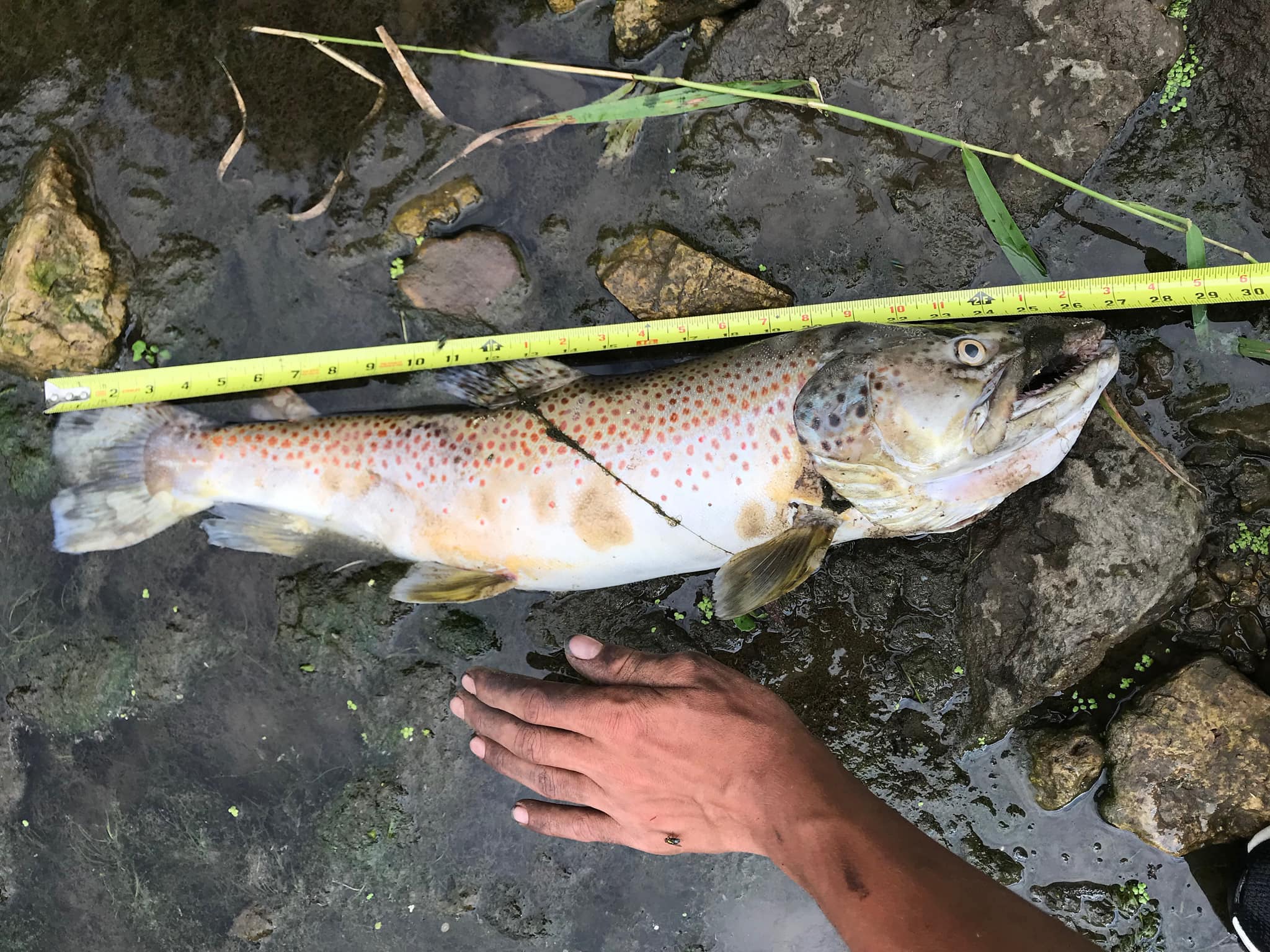 Fish Kill Hits Famed Trout Stream in Minnesota