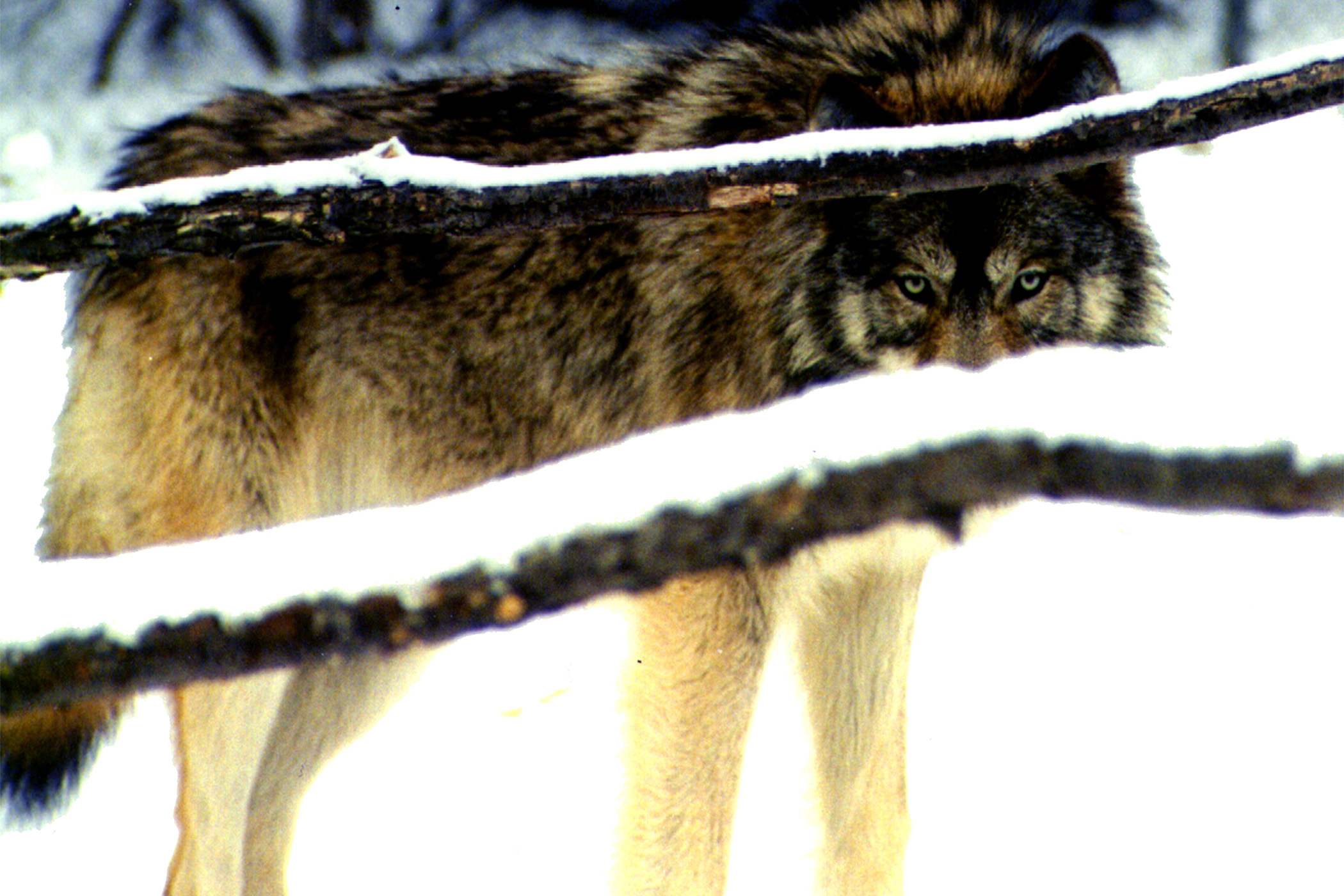 The report indicates that the state's wolf population remains stable despite changes in hunting and trapping regulations.