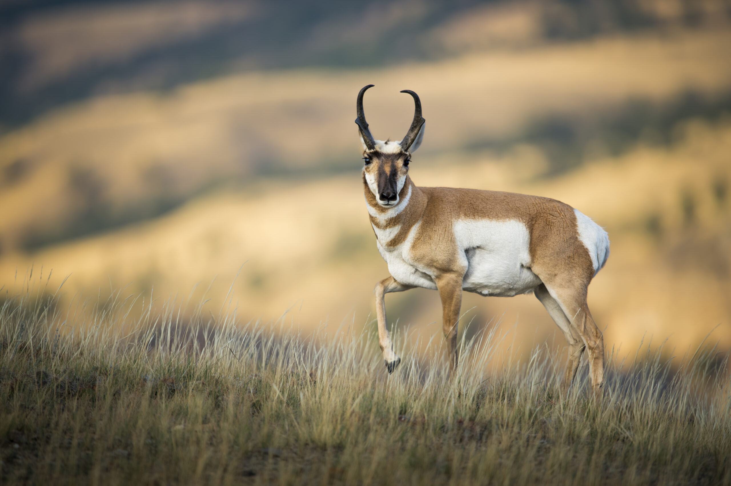 Pronghorn antelope in Montana