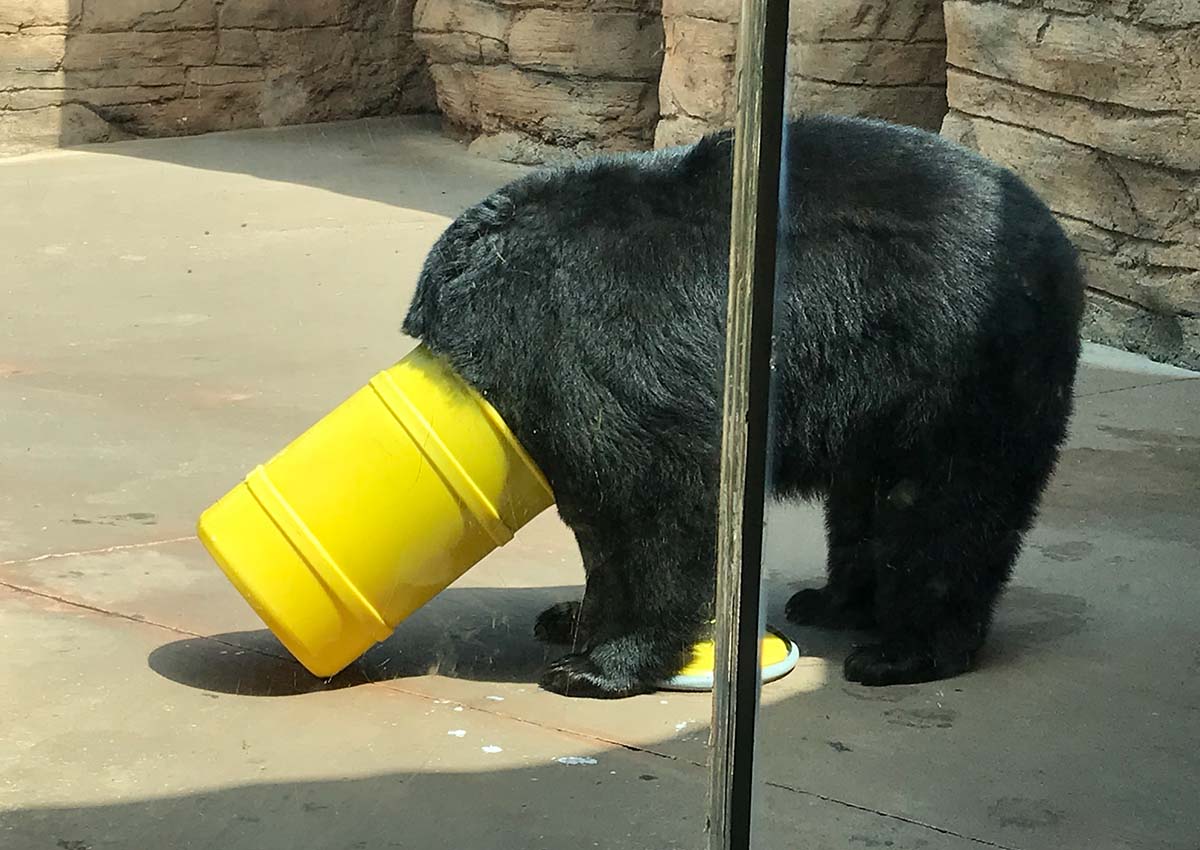 How Are Bear Cans Tested? They’re Mauled, Stomped, and Chewed by Hungry Grizzlies