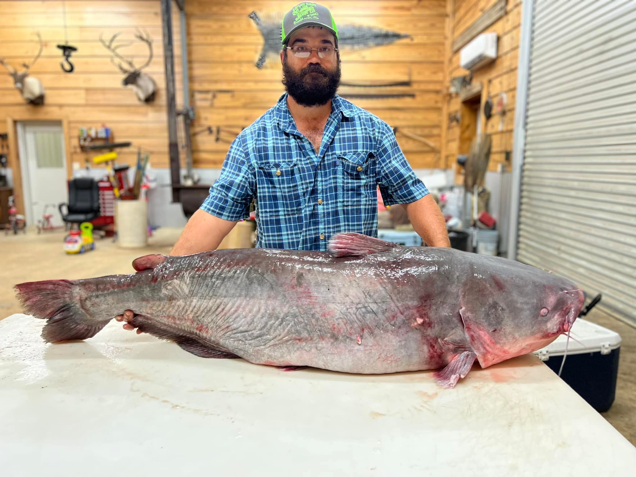 Mississippi Fisherman Catches Giant Blue Catfish with a Secret Family Bait Recipe