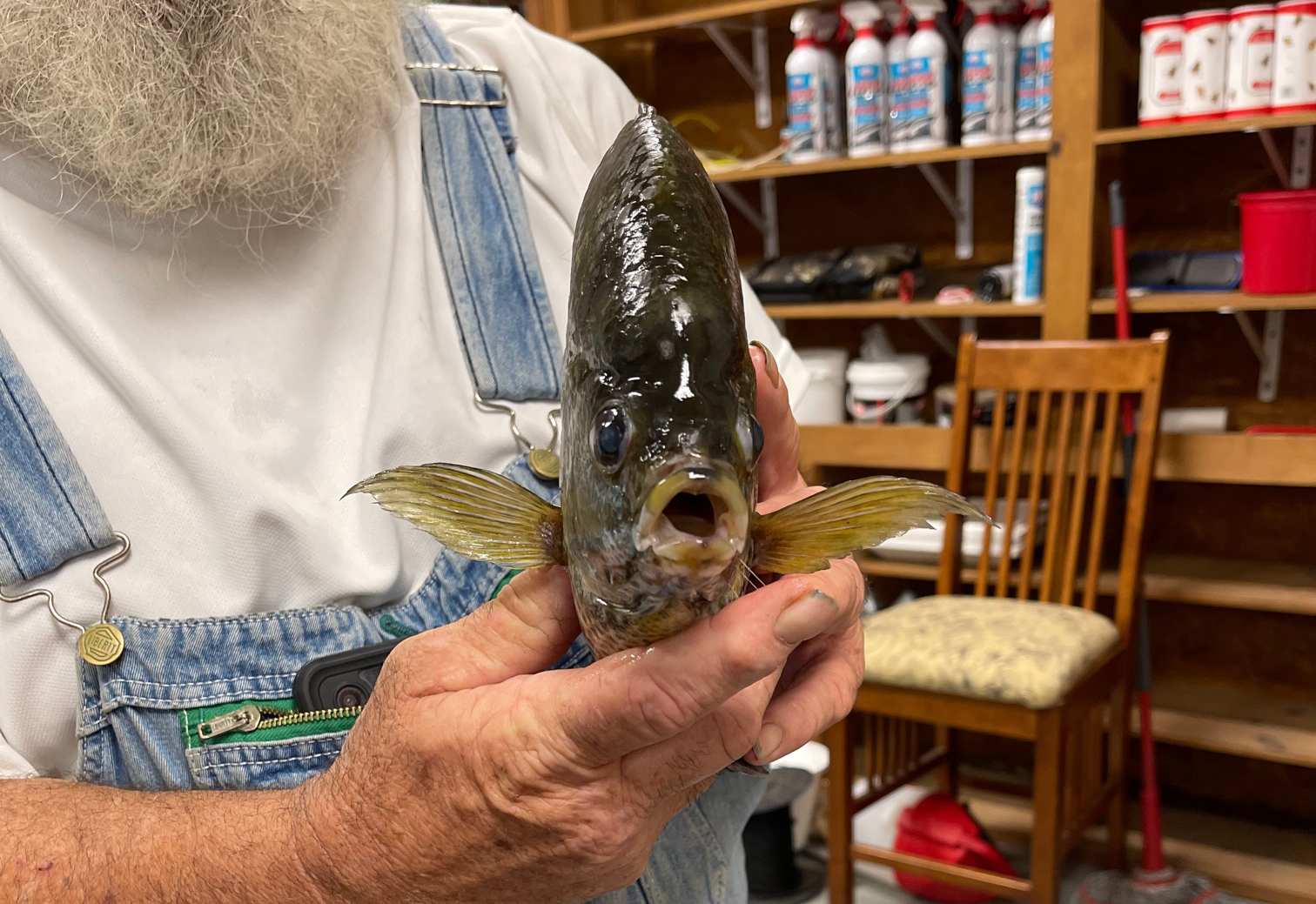 Retired Welder Catches New Louisiana State-Record Bluegill From His Neighbor’s Pond