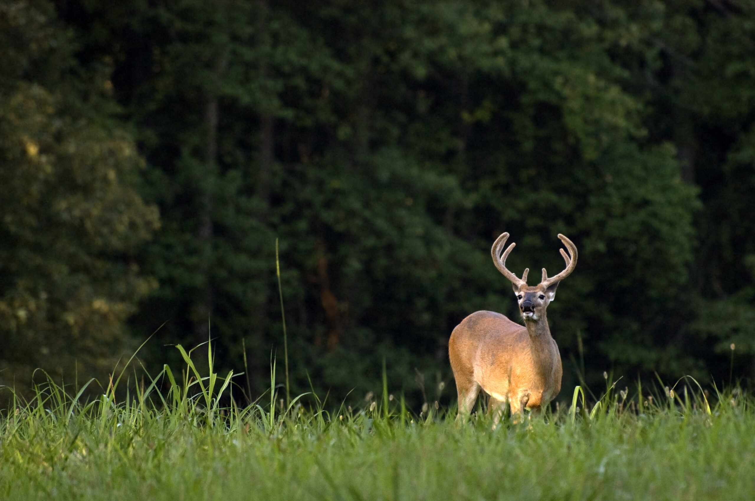 The inflation reduction act would help deer habitat.