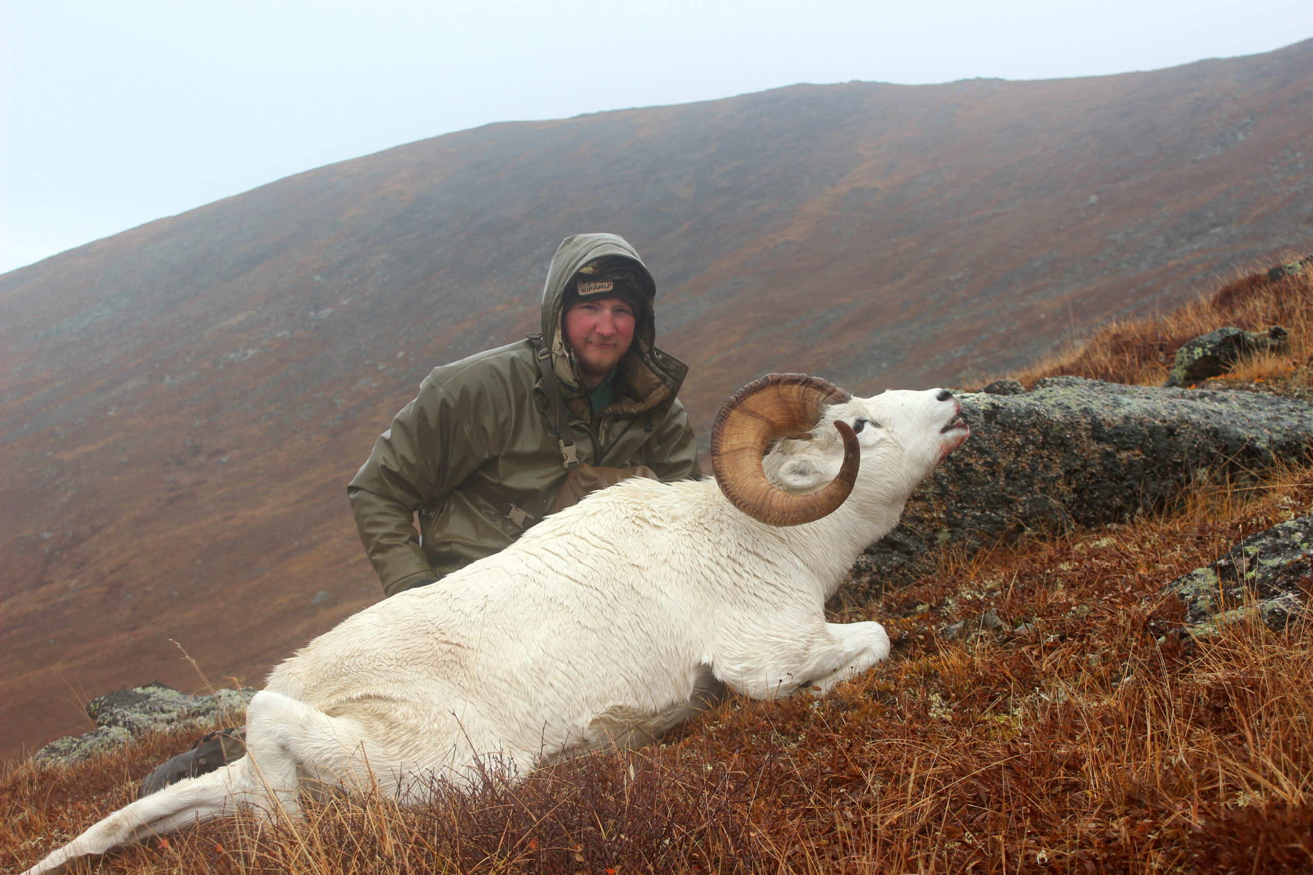 Freel with a Dall ram