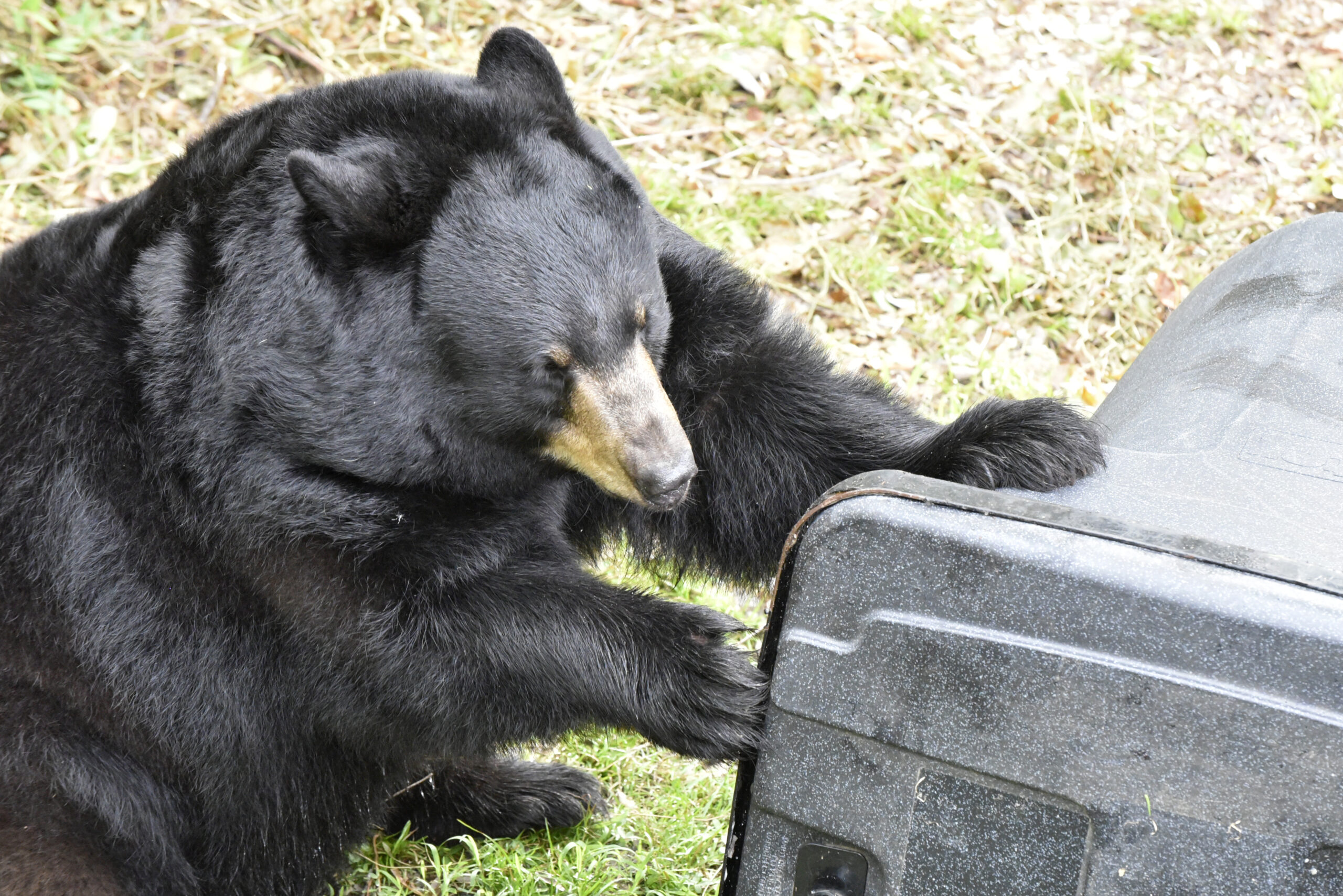 A black bear attempts to get into a trash can.