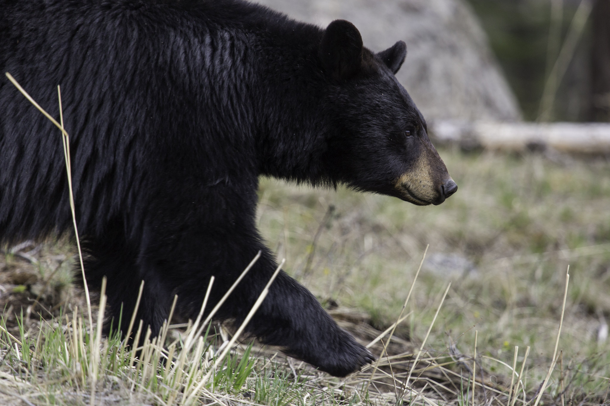 lamar valley black bear NPS