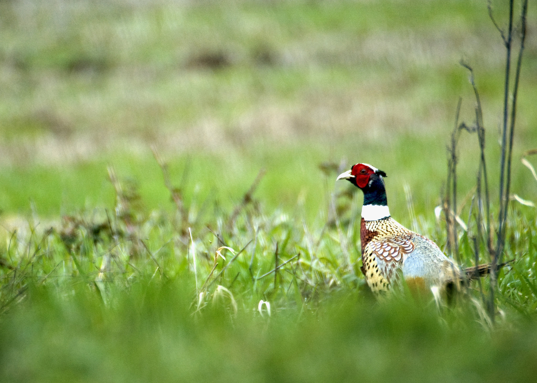 pheasant in field odfw