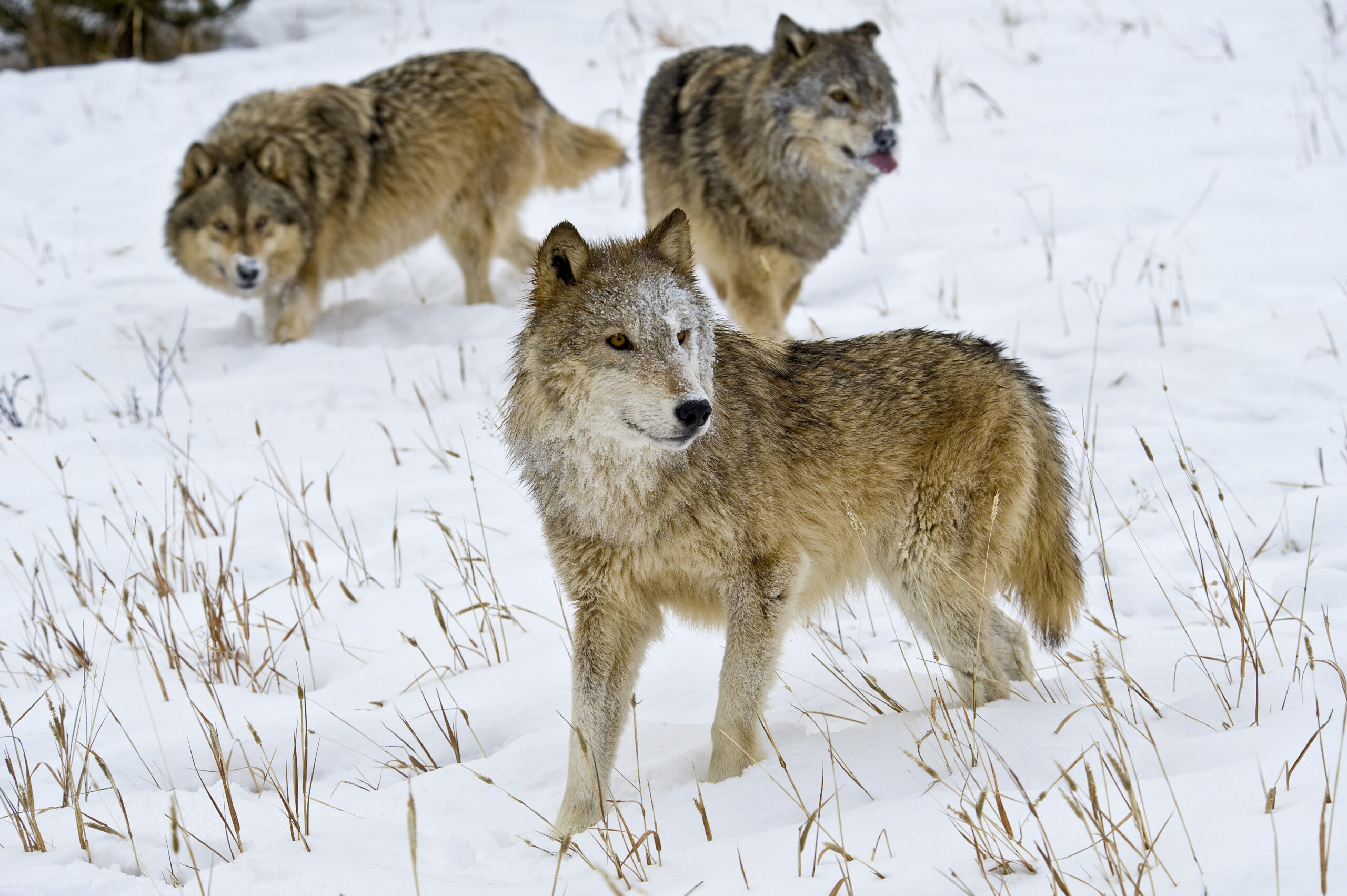 A female and two male wolves in Montana.