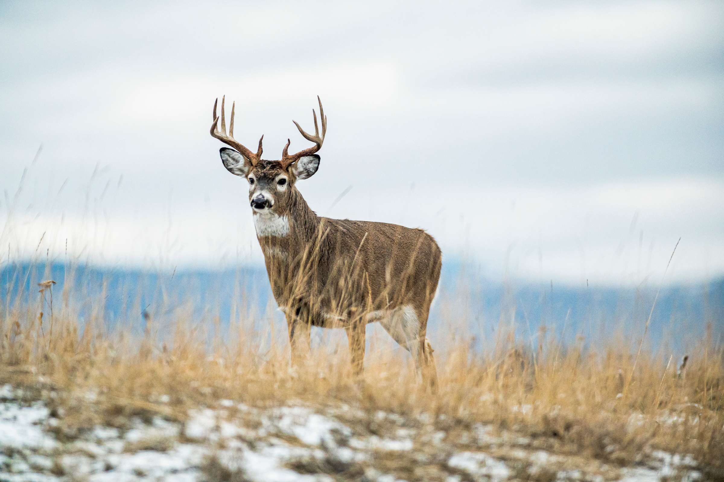2022 Deer Hunting Seasons 