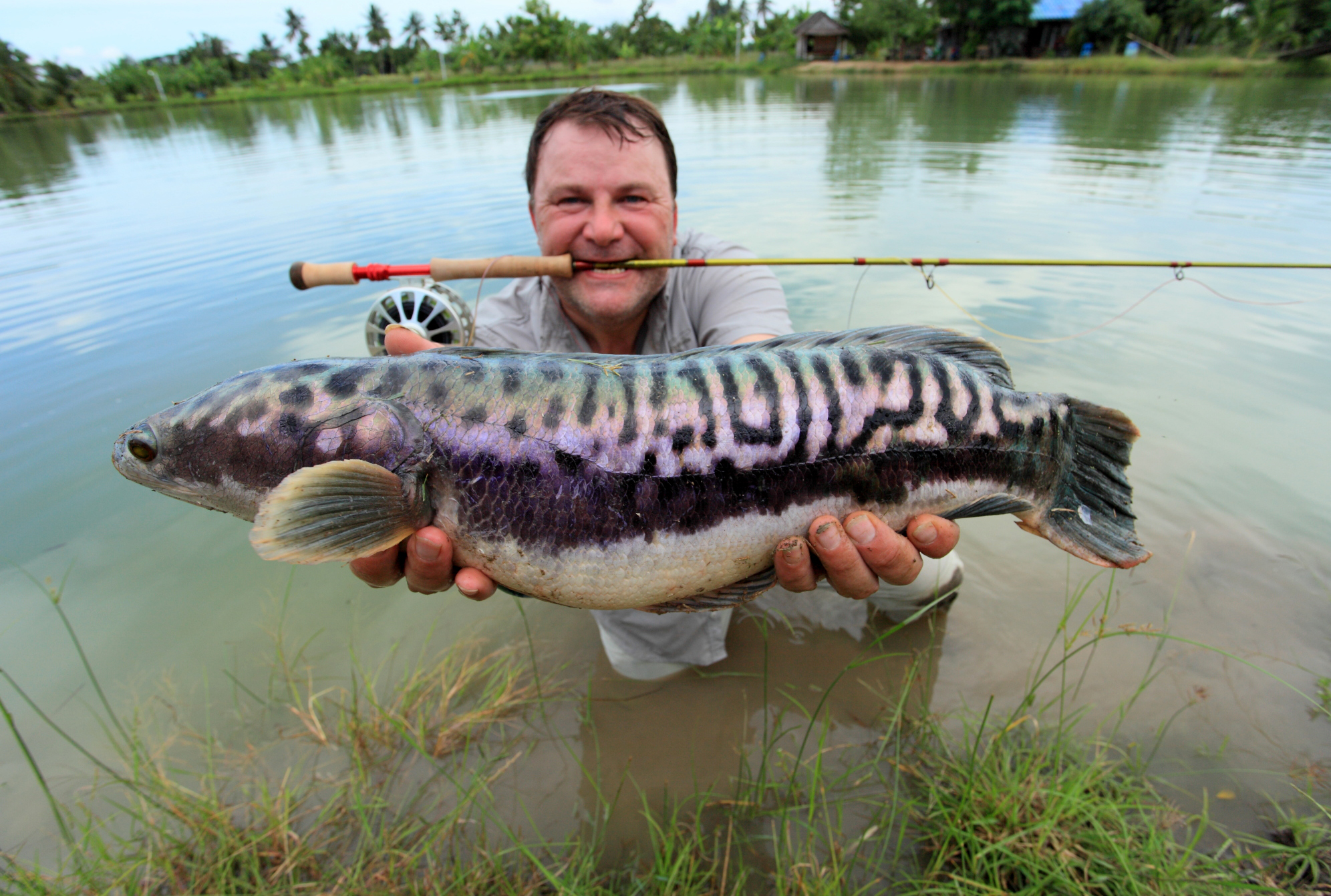 An angler holds a purple snakehead in spawning colors.
