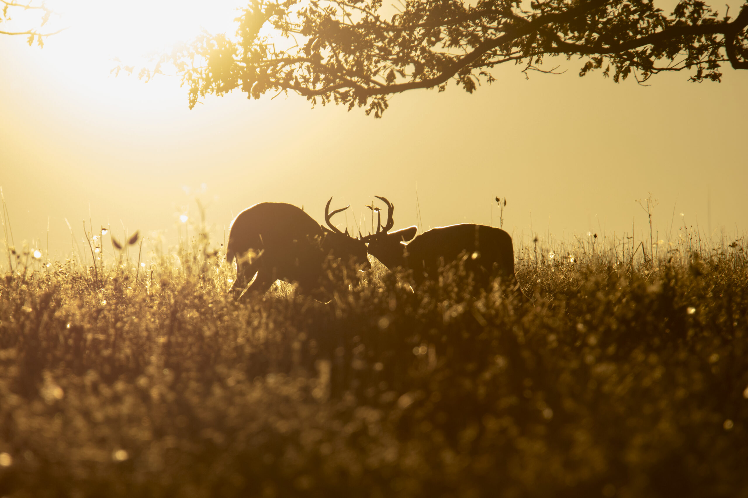 A pair of Tennessee bucks spar during golden hour.