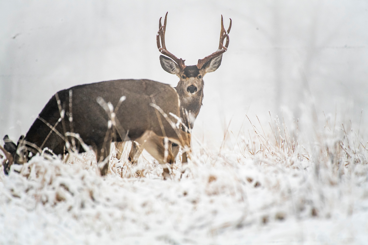 Snowy mule deer buck.