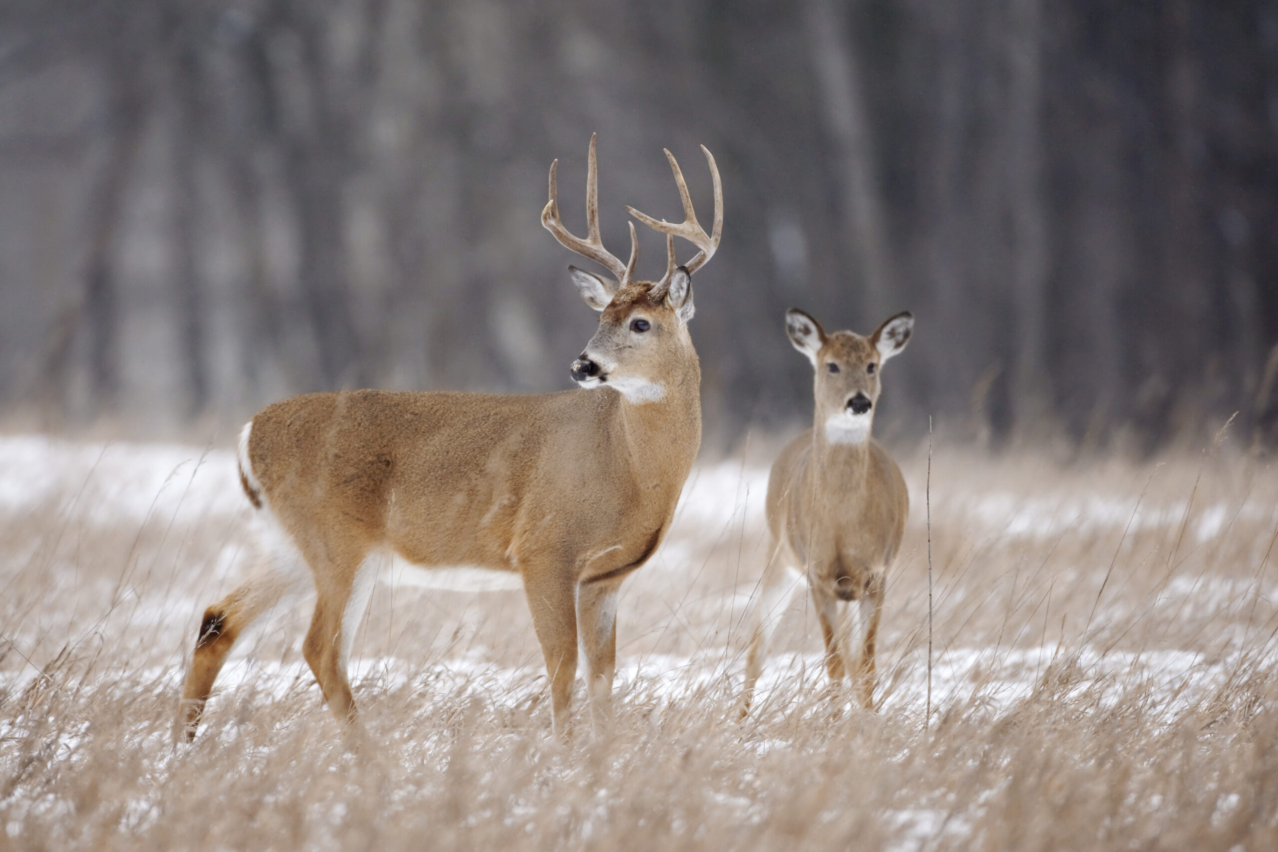 A Minnesota buck and doe.