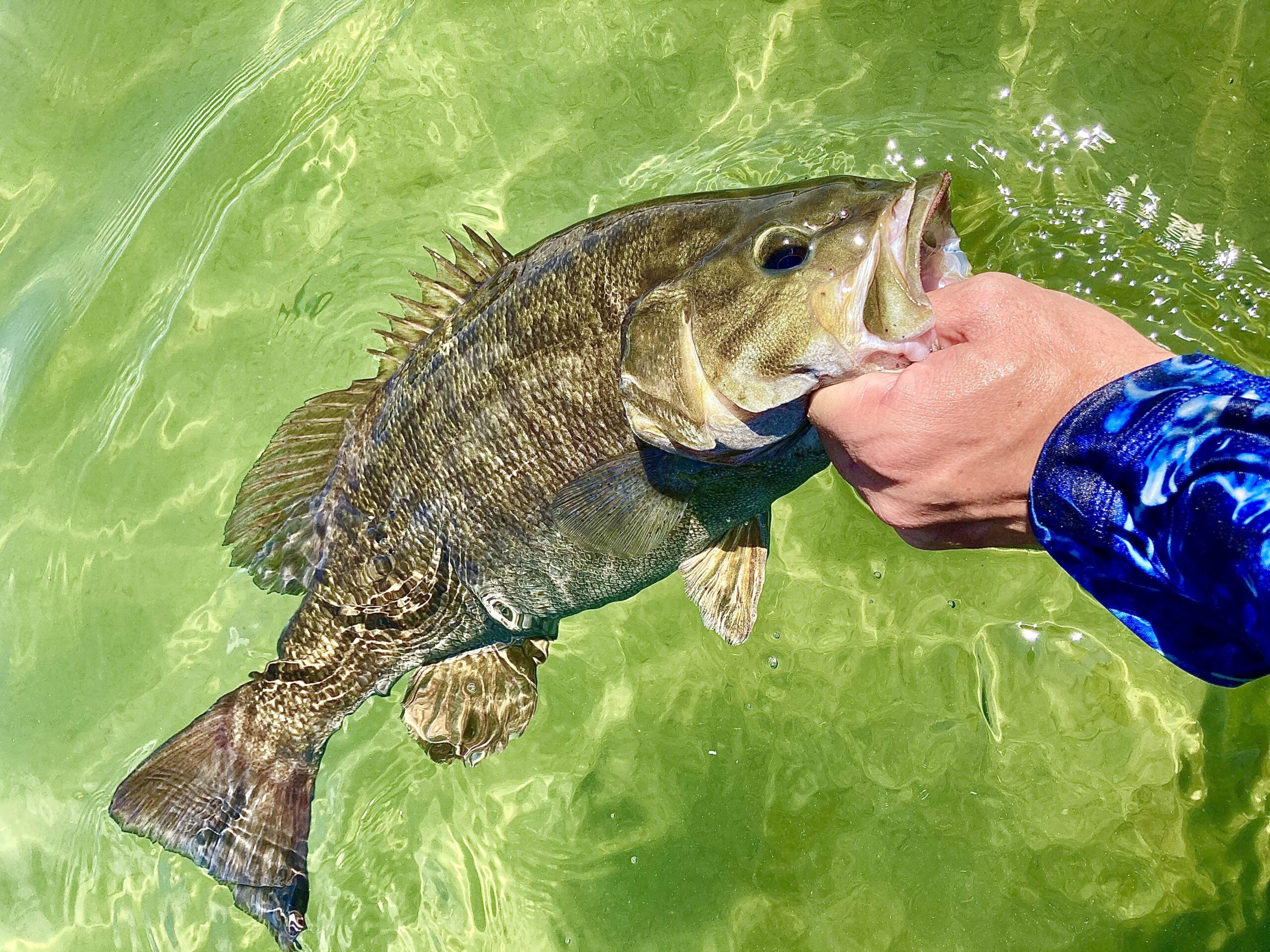 A smallmouth bass in Michigan.