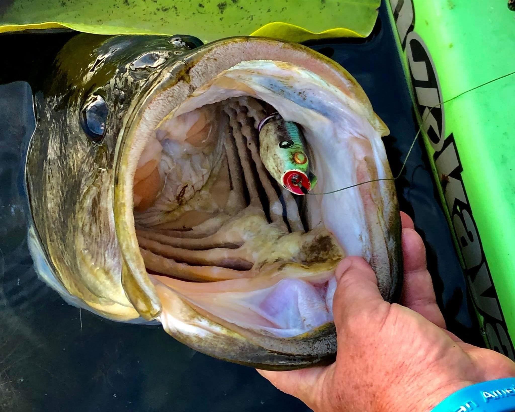 A big largemouth bass that sucked down a frog.