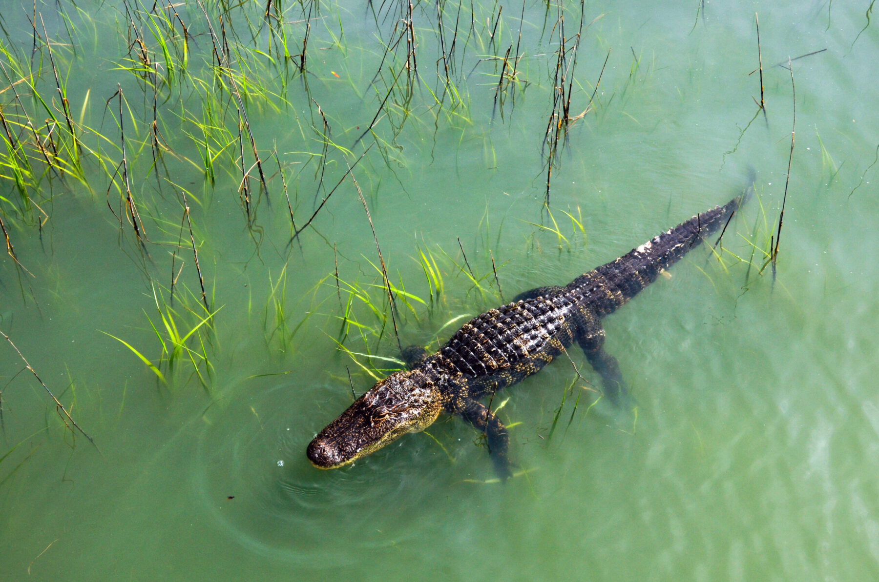 Alligator attacks in the Southeast are on the rise.