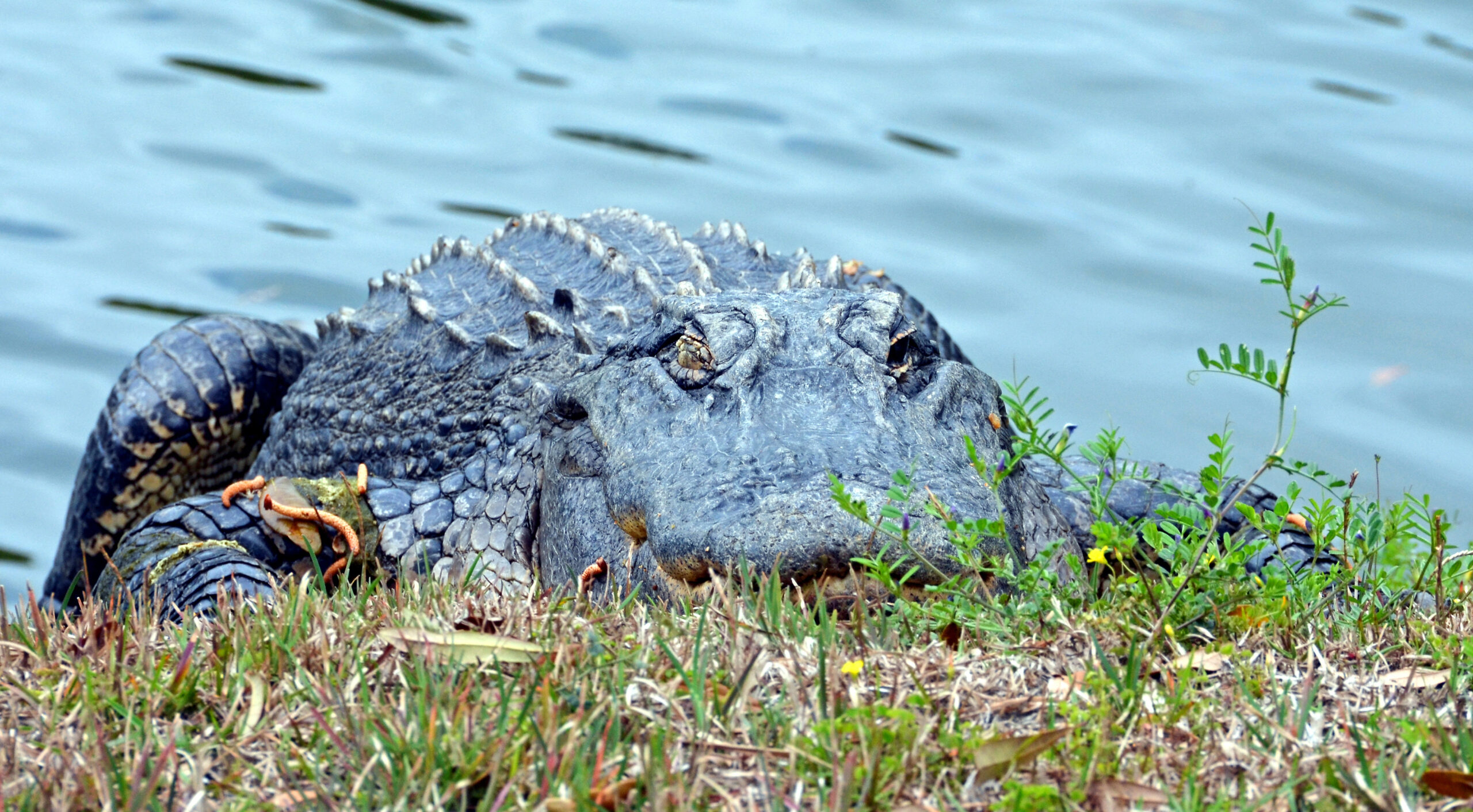 Alligator suns on the bank of a lagoon on Hilton Head Island, South Carolina.