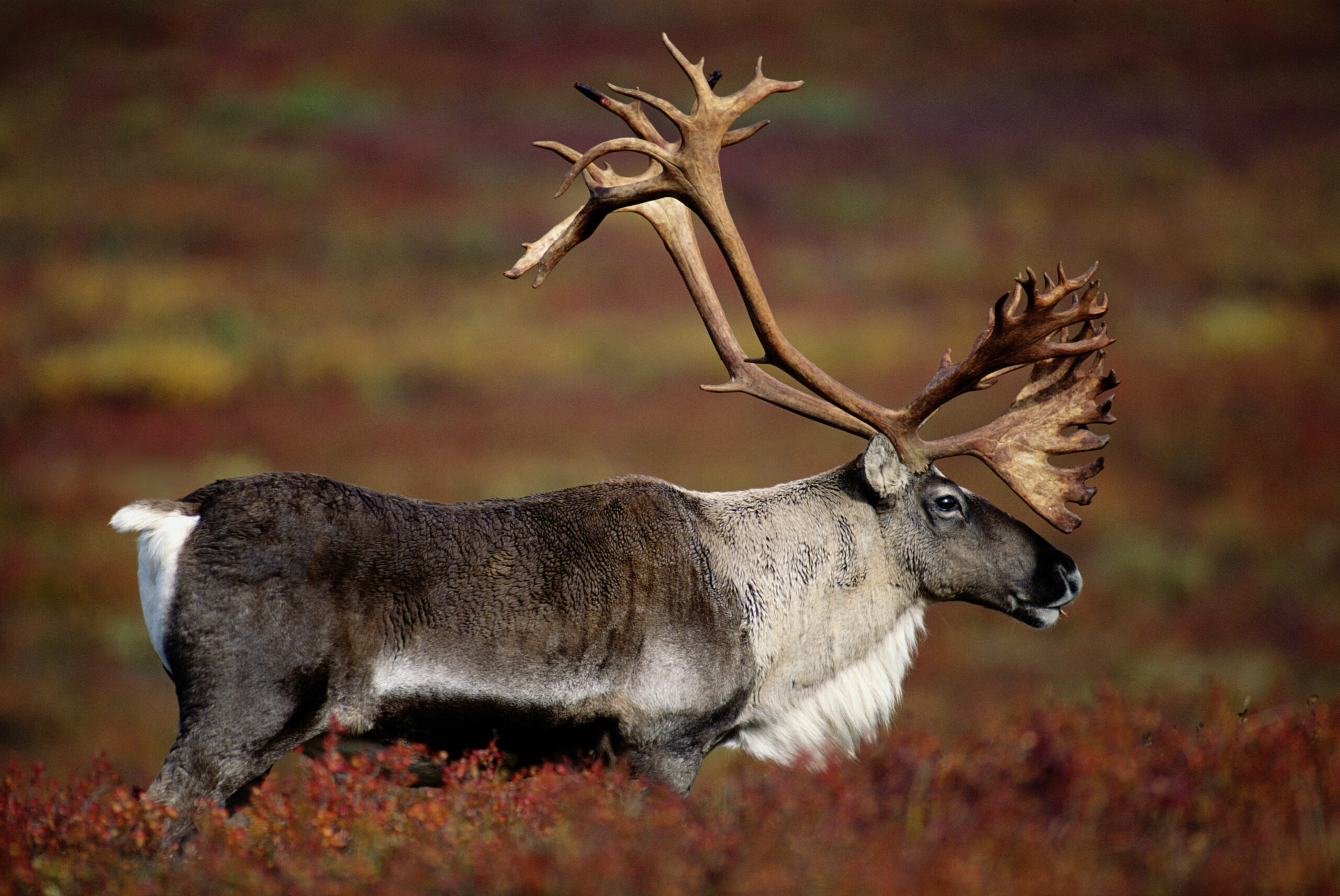 A caribou bull in the fall.