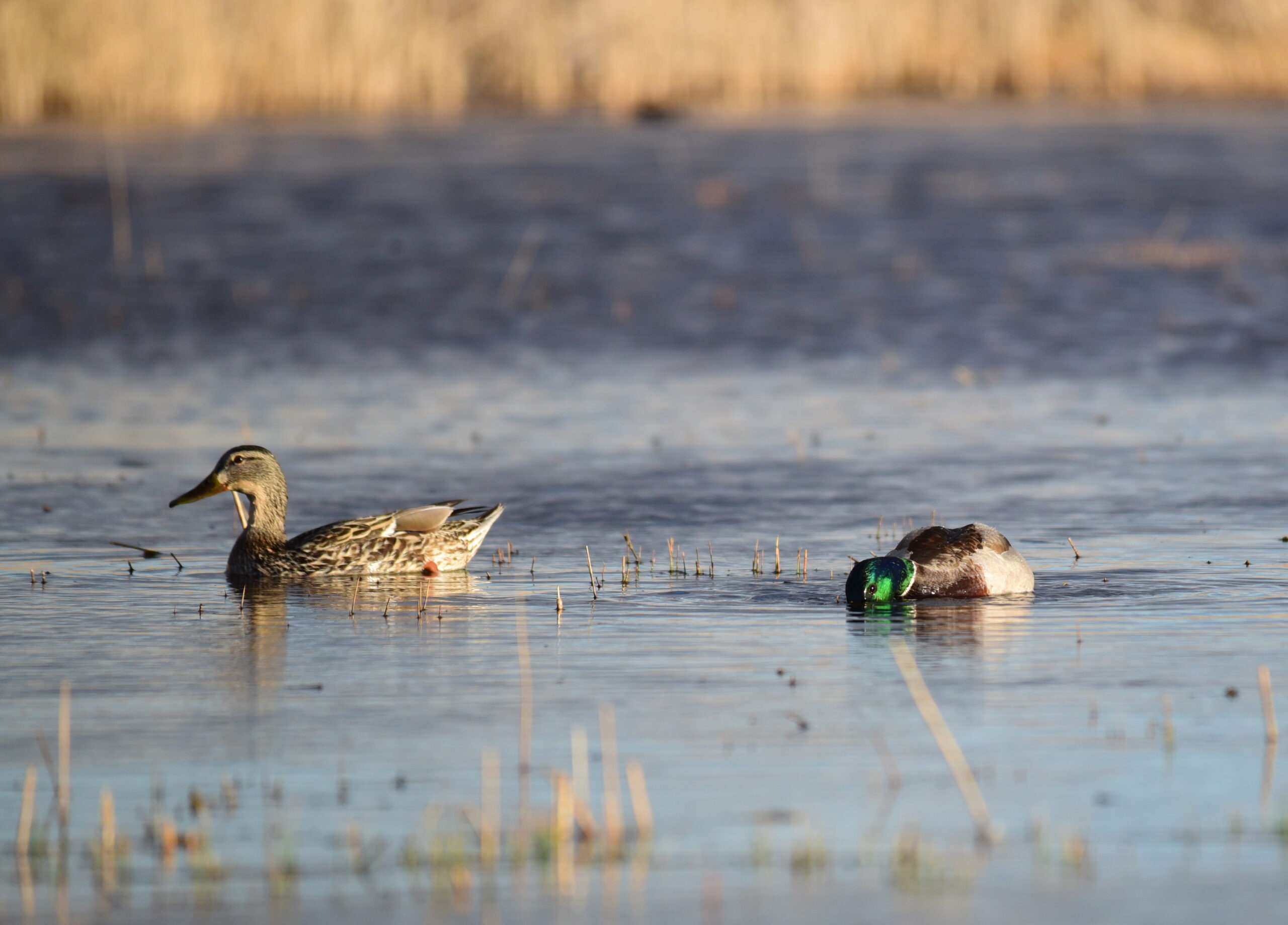 Mallard numbers were lower than the last survey count