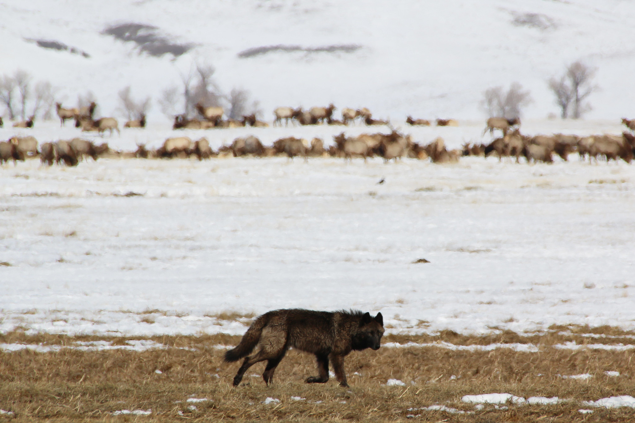 A wolf trots near an elk herd.