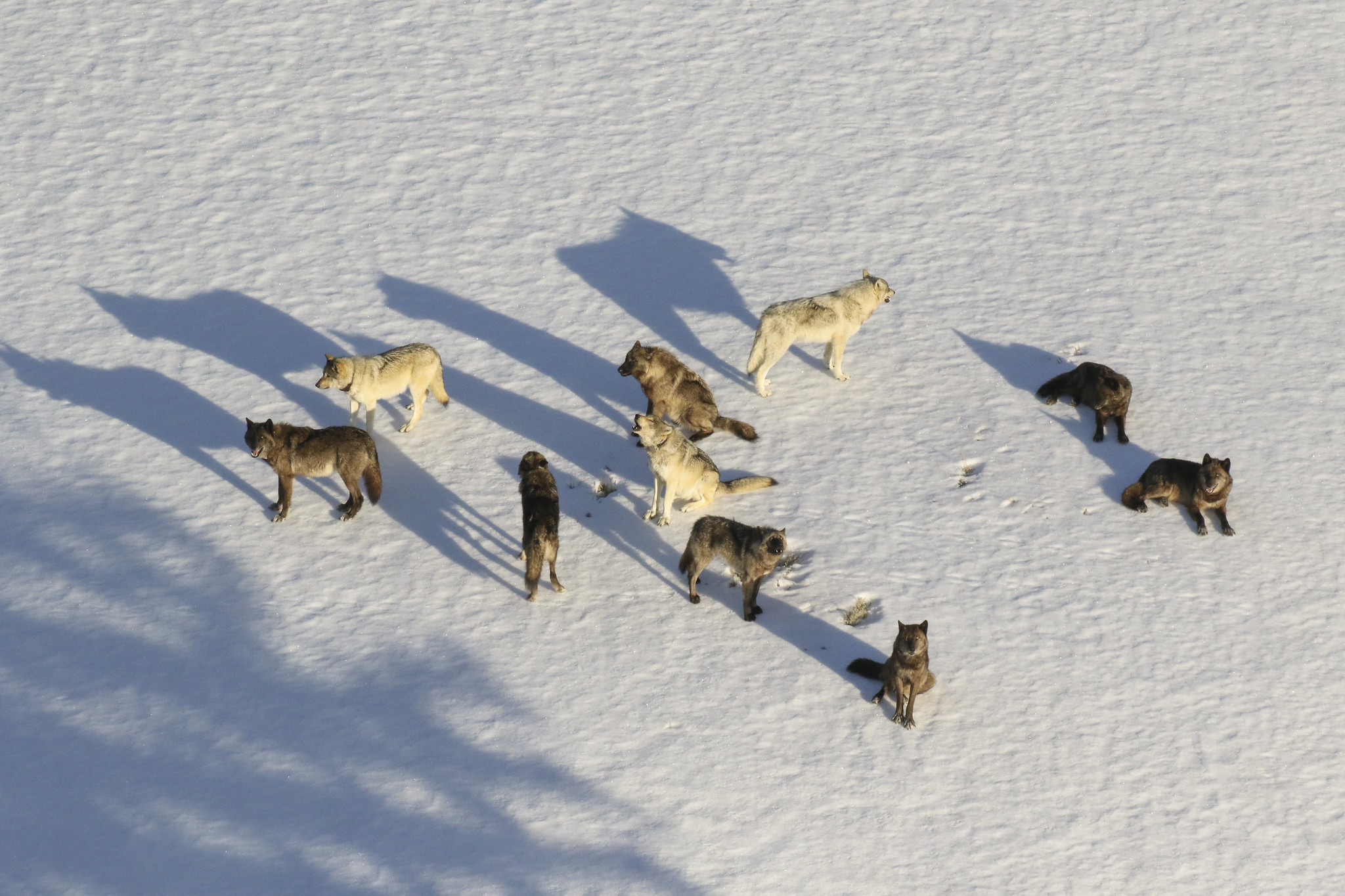 junction butte wolf pack yellowstone NP