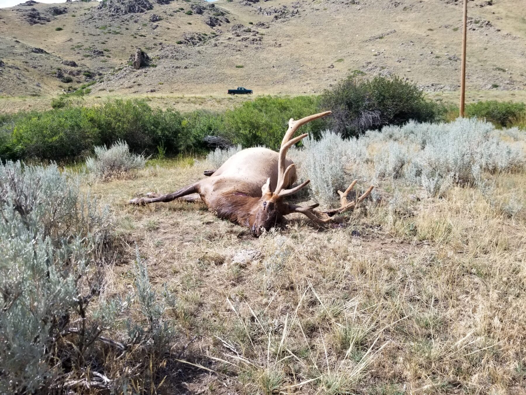 A dead bull elk was found in Sybille Canyon in southeastern Wyoming.