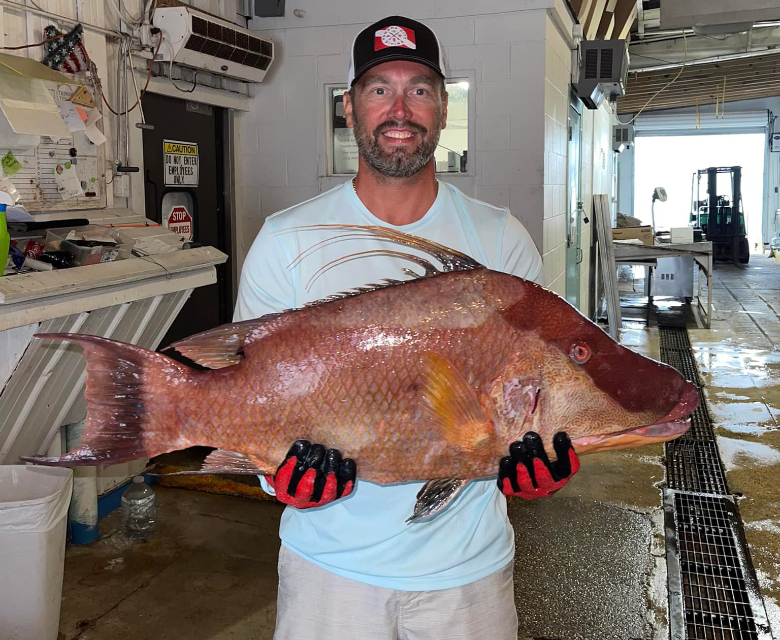 Florida hogfish, taken while spearfishing.