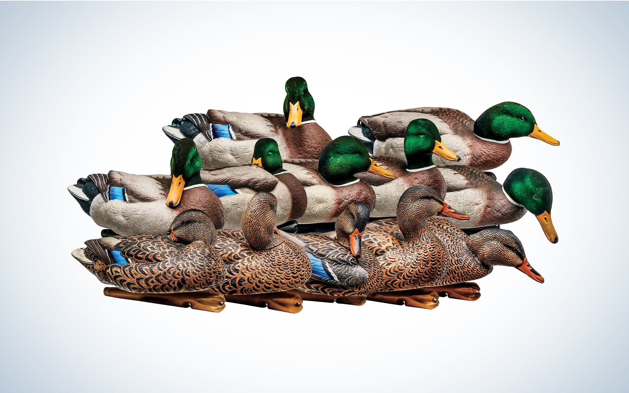The Avian-X TopFlight Mallard Duck Decoy Outfitter Pack includes seven drakes and five hens.