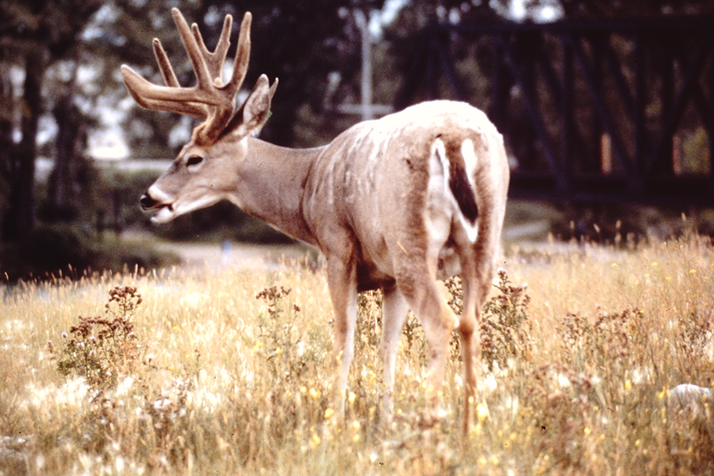 Mule deer whitetail hybrid