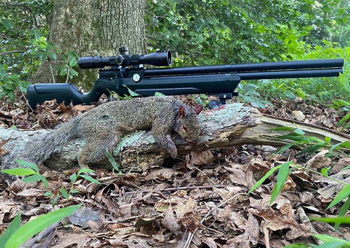 An air rifle sits behind a dropped squirrel.