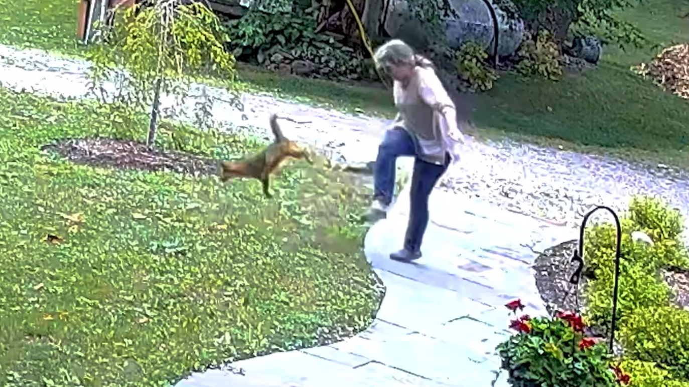 Video: New York Woman Fights Off a Fox in Her Front Yard | Outdoor Life