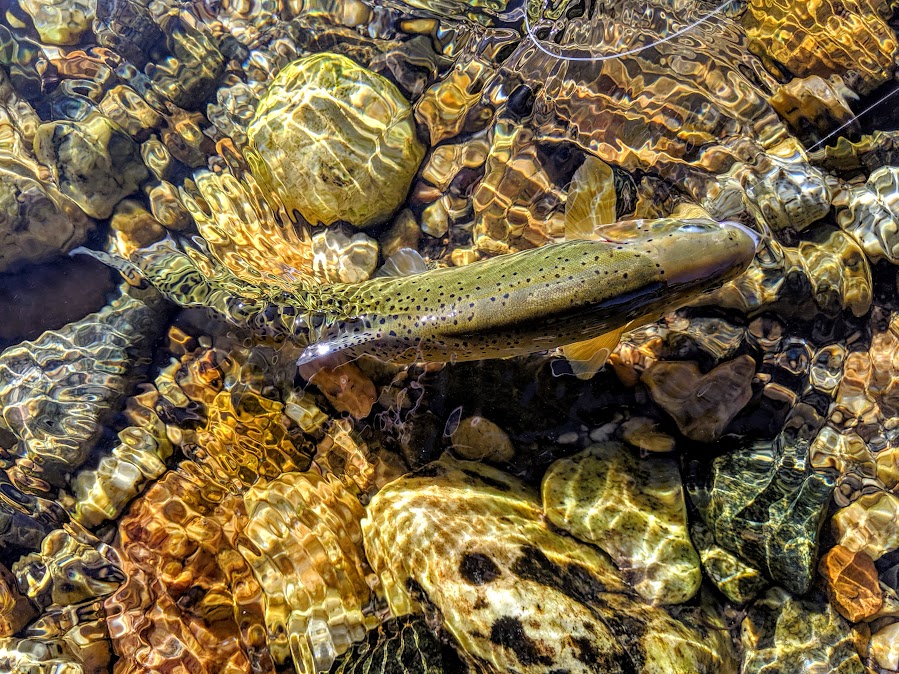 Yellowstone’s Native Fish Populations Still Healthy in the Wake of June Floods