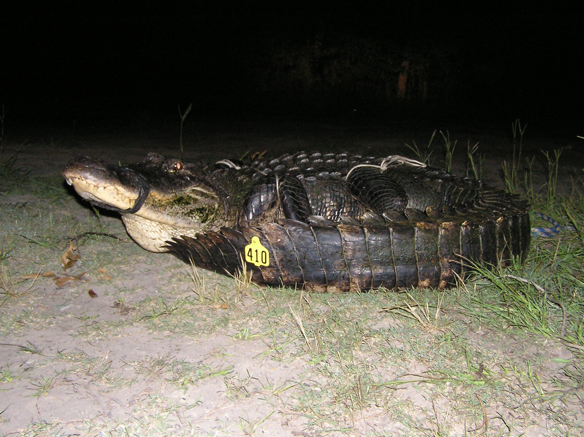 The alligator was captured and tagged in 2009 by the Mississippi Department of Wildlife, Fisheries, and Parks.