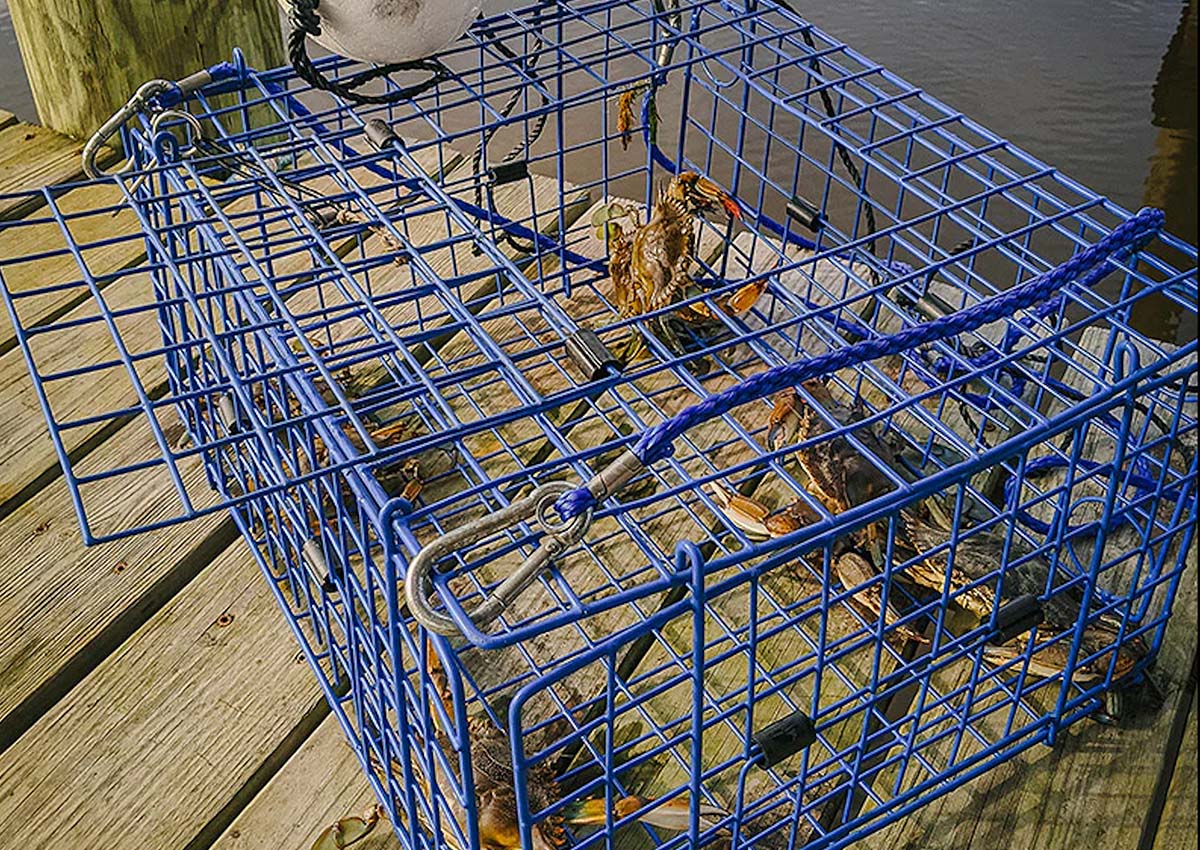 The Best Crab Traps of 2022