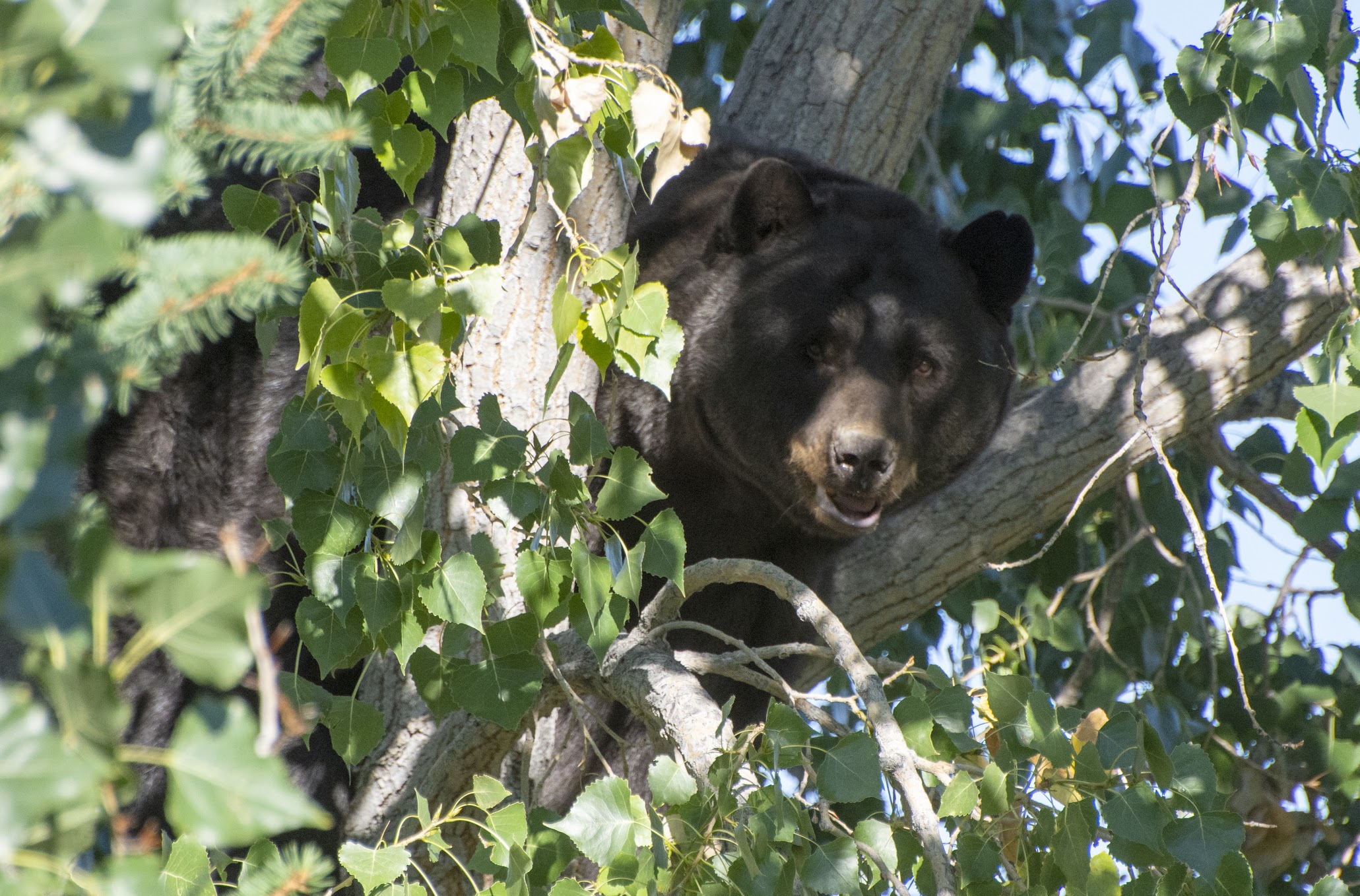 CPW black bear in tree photo