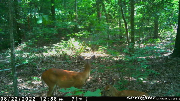 Deer Hunting Gear photo
