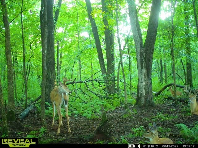 The Tactacam Reveal XB is one of the best budget trail cameras