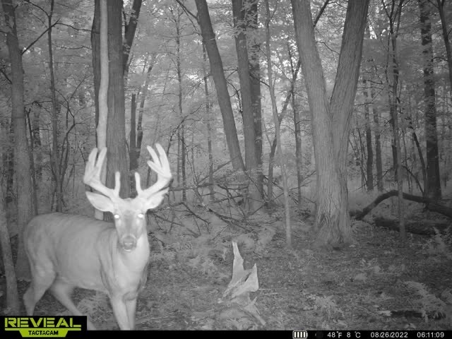The Best Budget Trail Cameras of 2022